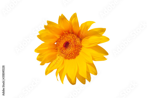 Sunflower flower on a white background, closeup.