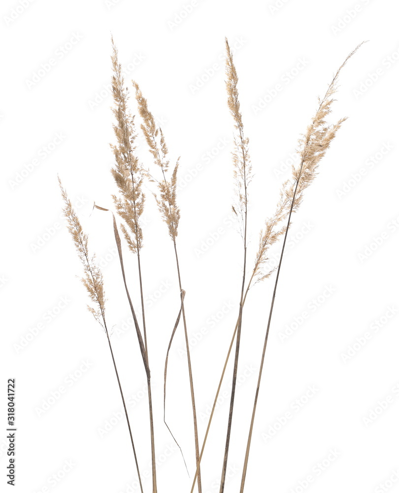 Dry common bulrush reeds isolated on white background, clipping path Dry common bulrush reeds isolated on white background, clipping path