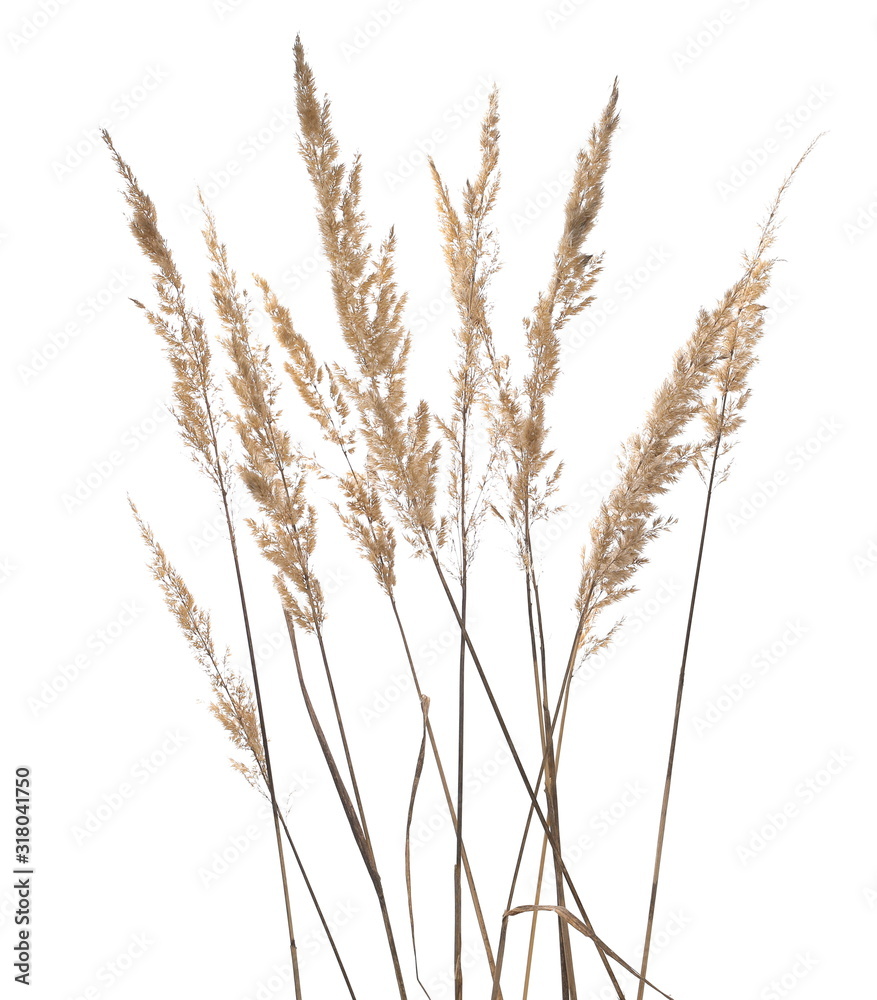 Dry common bulrush reeds isolated on white background, clipping path Dry common bulrush reeds isolated on white background, clipping path