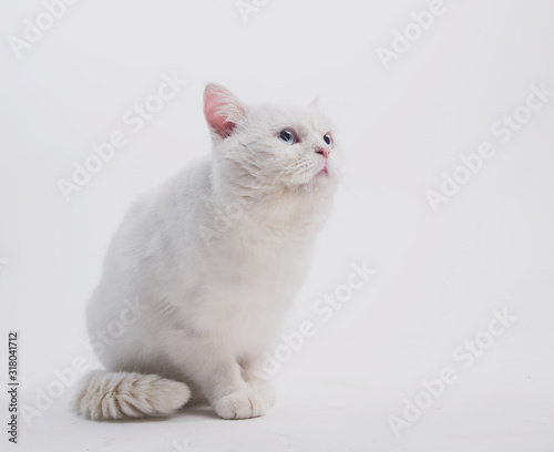 white blue eyed sad cat on a light background sits and lies