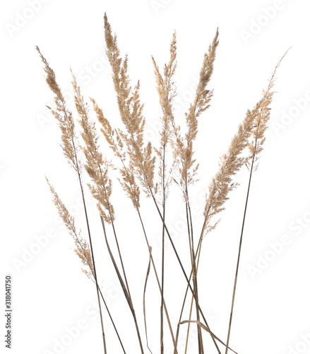 Dry common bulrush reeds isolated on white background, clipping path