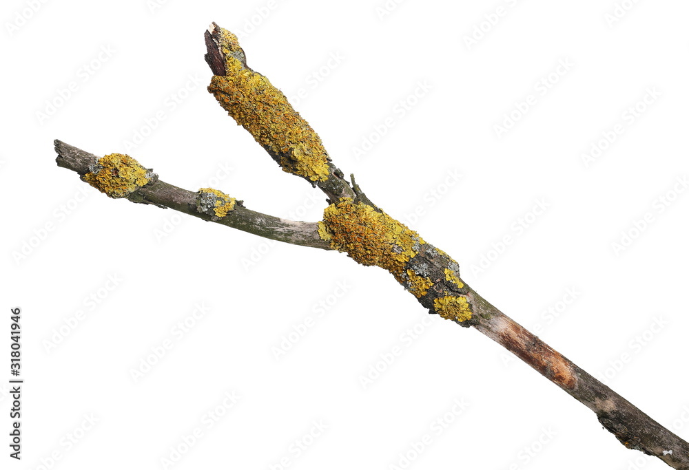 Dry branch with yellow lichen isolated on white background, clipping path Dry branch with yellow lichen isolated on white background, clipping path