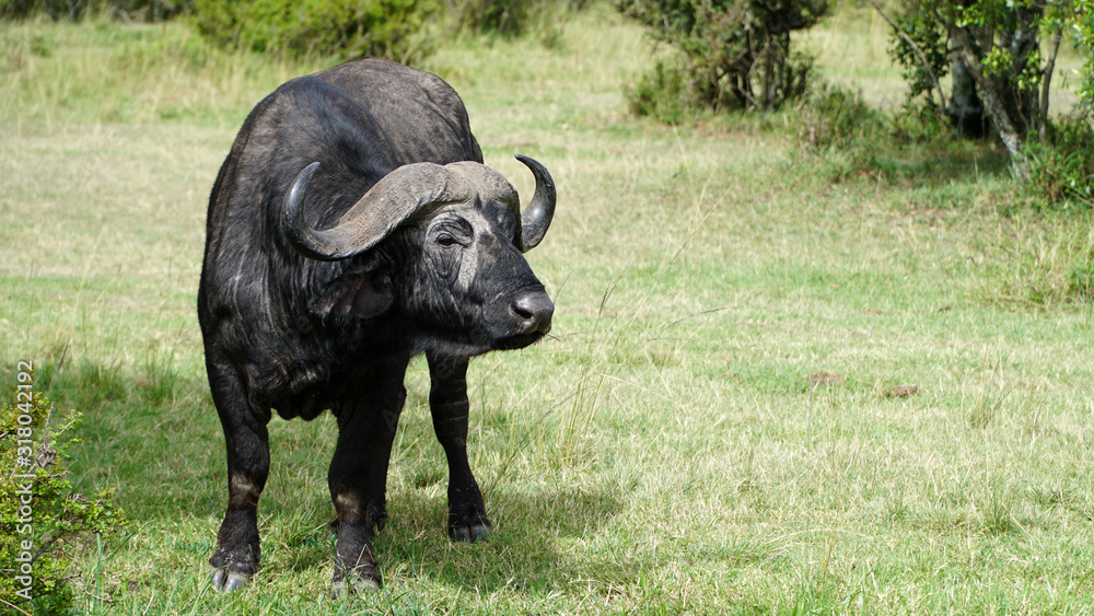 African Buffalo Or Cape Buffalo (Syncerus Caffer)