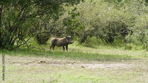 Warthog  Phacochoerus Africanus  from Pig Family in Kenya  Africa