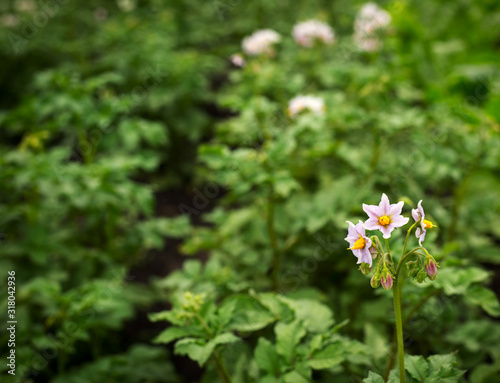 Potato plant flowers