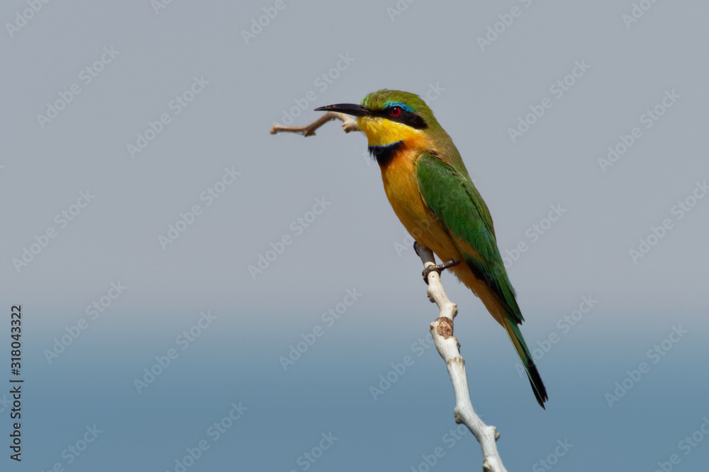 Obraz premium Little Bee-eater - Merops pusillus a near passerine green and yellow bird species in the bee-eater family, Meropidae. They are residents in much of Sub-Saharan Africa