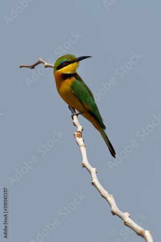 Little Bee-eater - Merops pusillus a near passerine green and yellow bird species in the bee-eater family, Meropidae. They are residents in much of Sub-Saharan Africa