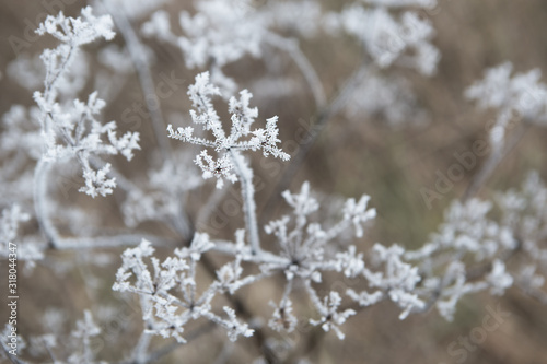 flower branch covered with ice and snow in a forest 