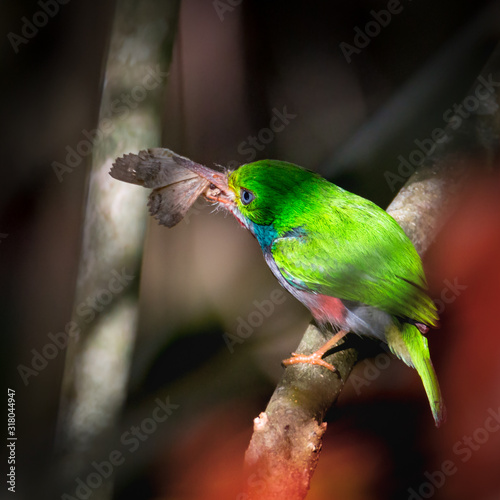 Cuban Tody - Todus Multicolor Eating A Butterfly photo