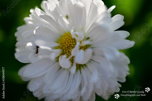 white flowers on green background