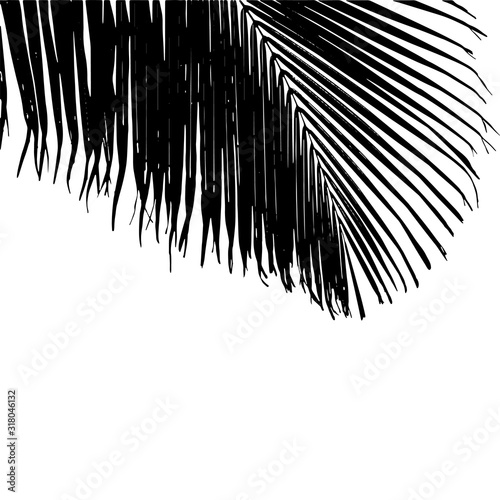 Black vector illustration of a big Cocos nucifera palm leaf on the white background