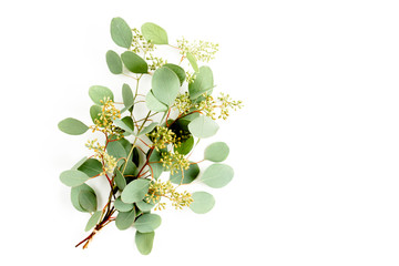A bunch of twigs green eucalyptus  and leaves with fruits in the form of berries isolated on white background. flat lay, top view