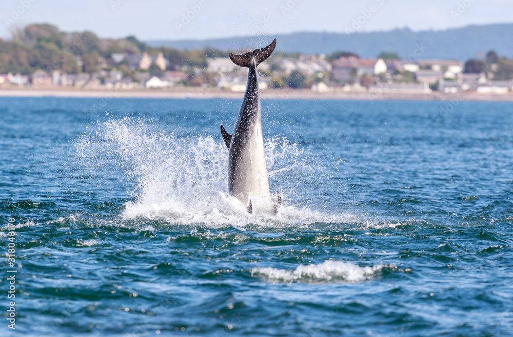 Fototapeta premium Bottlenose dolphin 🐬 breaching