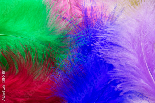  Bright background from multi-colored feathers.