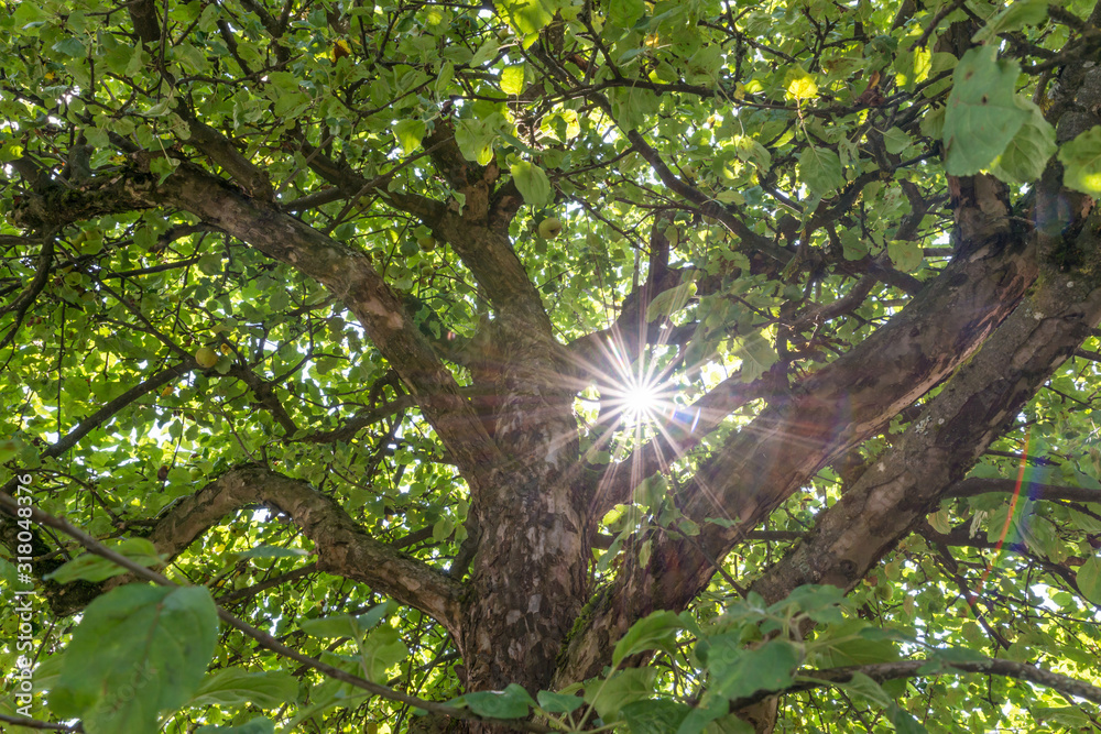 Obraz premium Sonnenstrahlen scheinen durch das Blätterdach eines Apfel Obstbaumes in einem Garten, Deutschland