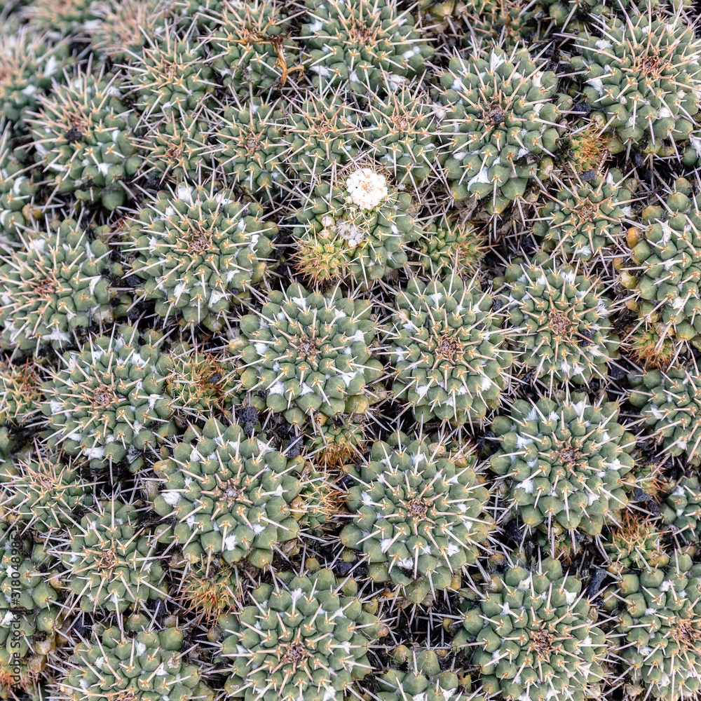 close up of cactus close up of cactus