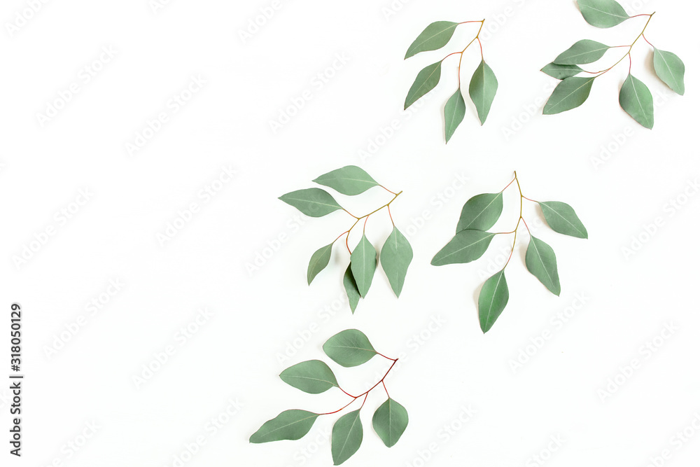 Green branch, leaves eucalyptus populus isolated on white background. Flat lay, top view