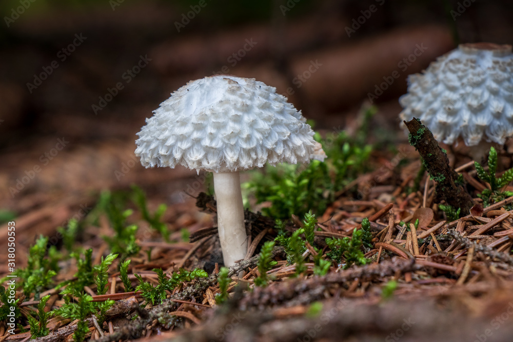 White mushroom growing in the forest White mushroom growing in the forest