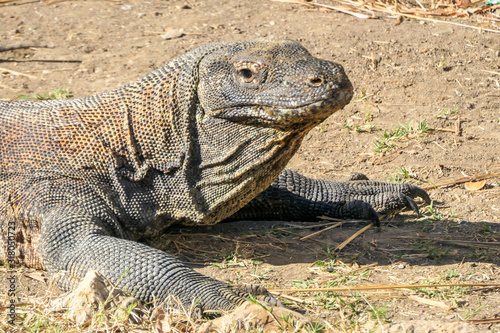 Close up on a head of a gigantic  venomous Komodo Dragon roaming free in Komodo National Park  Indonesia. The dragon is fixated on its pray  follows the scent. Dangerous animal in natural habitat