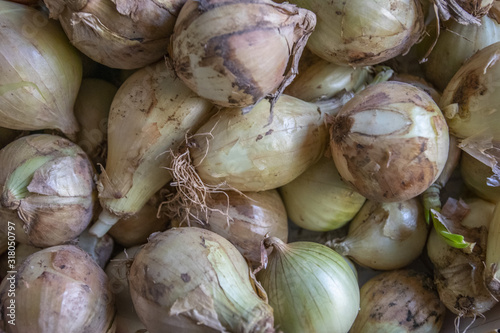 the Fresh raw onion