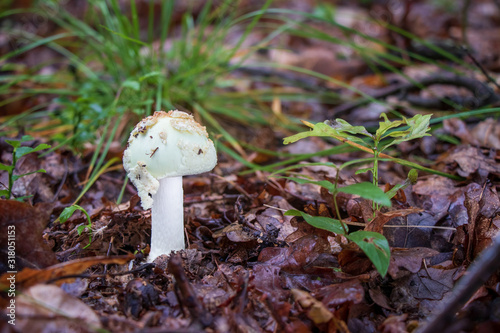 False death cap mushroom (Amanita citrina) growing in leaves