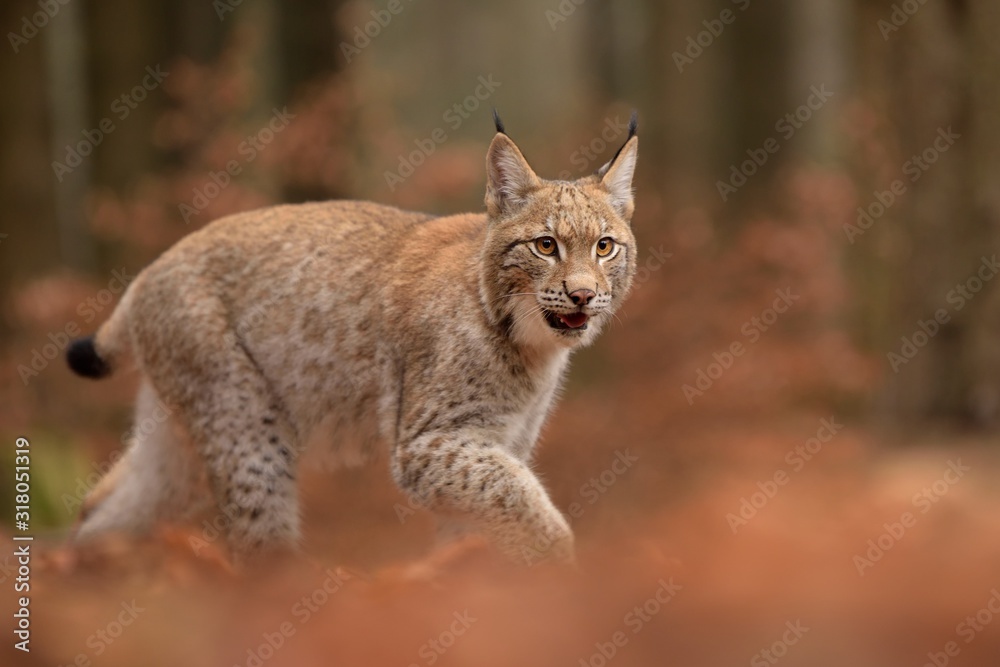 Eurasian Lynx ( lynx lynx) in the natural environment . Taken in Czech Republic Eurasian Lynx ( lynx lynx) in the natural environment . Taken in Czech Republic