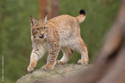 urasian Lynx ( lynx lynx) in the natural environment . Taken in Czech Republic