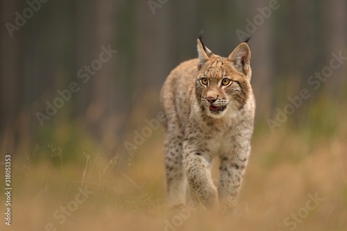 urasian Lynx ( lynx lynx) in the natural environment . Taken in Czech Republic
