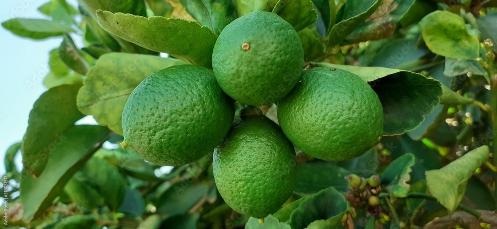 lemons on tree lemons on tree