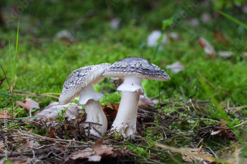 Grey spotted amanita (Amanita spissa) growing in the forest