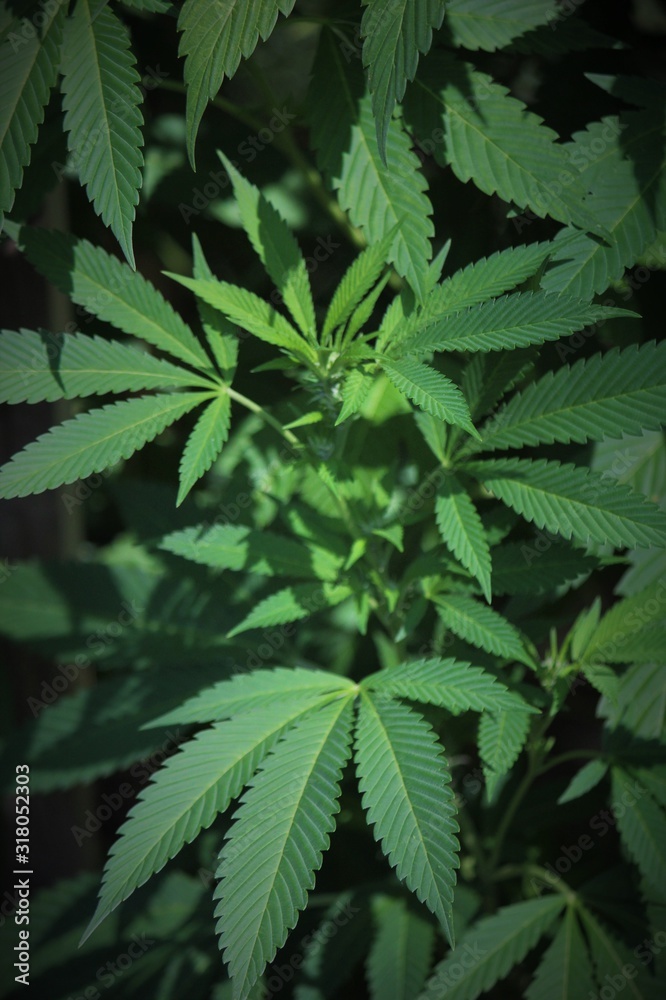 cannabis leaves on green background cannabis leaves on green background
