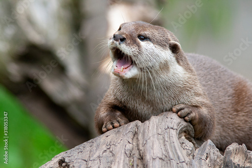 asiatic short clawed otter