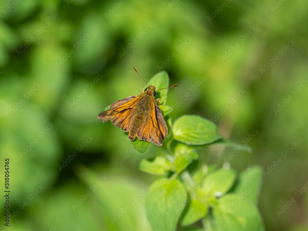 Large Skipper butterfly (Ochlodes venata) resting Large Skipper butterfly (Ochlodes venata) resting