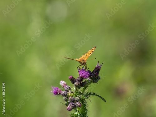 Silver Washed Fritillary (Argynnis paphia) on Common Knapweed ( Centaurea ) photo