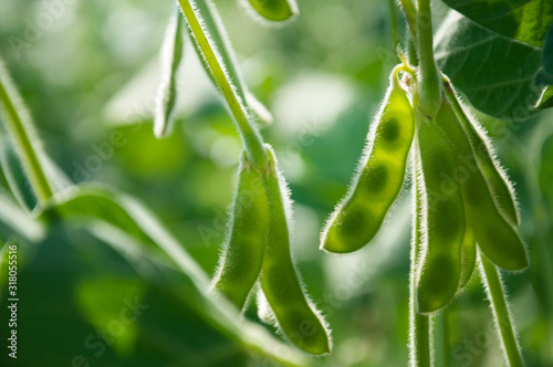 Young green pods of varietal soybeans on a plant stem in a soybean field during the active growth of crops. Selective focus. photo