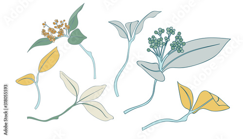 Leaf Collection Botanical Collection Element Vector Pack