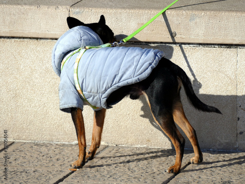 Ritratto di un cane timido vestito col giubbino photo