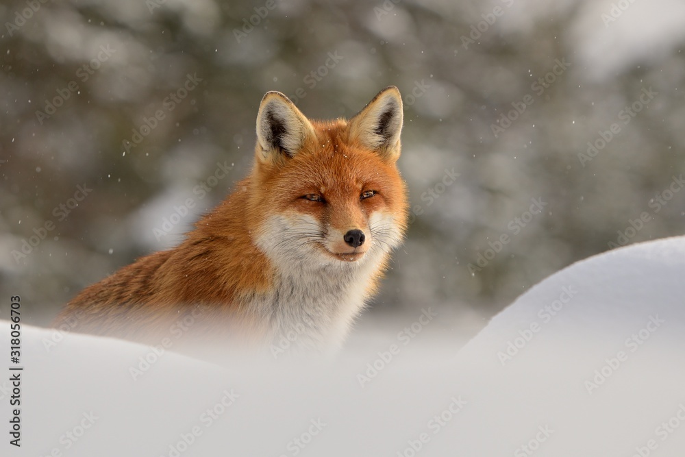 Naklejka premium Red fox ( vulpes vulpes ) in the snowfall and natural winter environmental