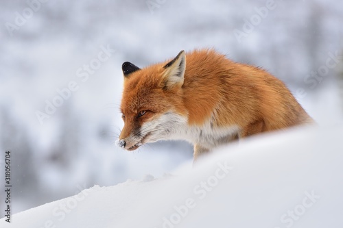 Red fox ( vulpes vulpes ) in the snowfall and natural winter environmental