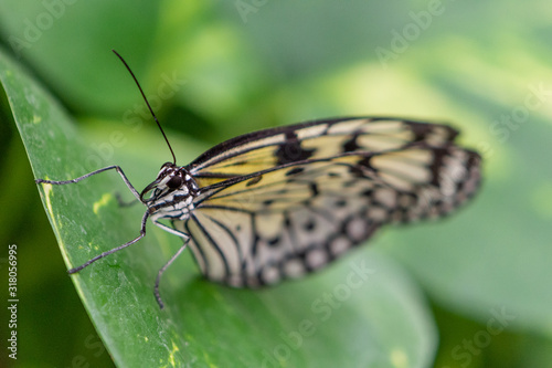 Butterfly with colored wings perched on leaves