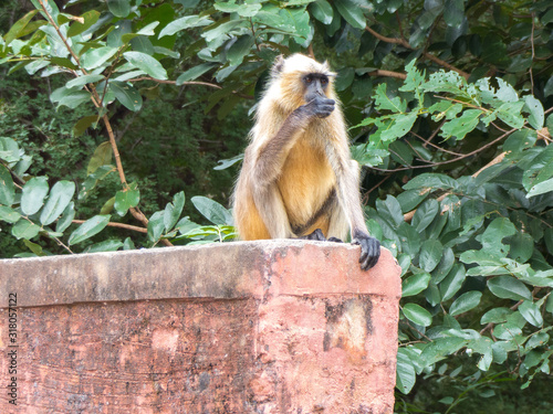 ay langurs  Hulmans (Indische Languren, Semnopithecus) in Ranthambore National Park Sawai Madhopur Rajasthan India photo