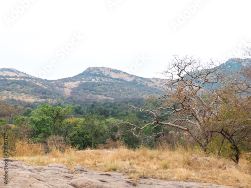 Landscape in Ranthambore National Park Sawai Madhopur Rajasthan India