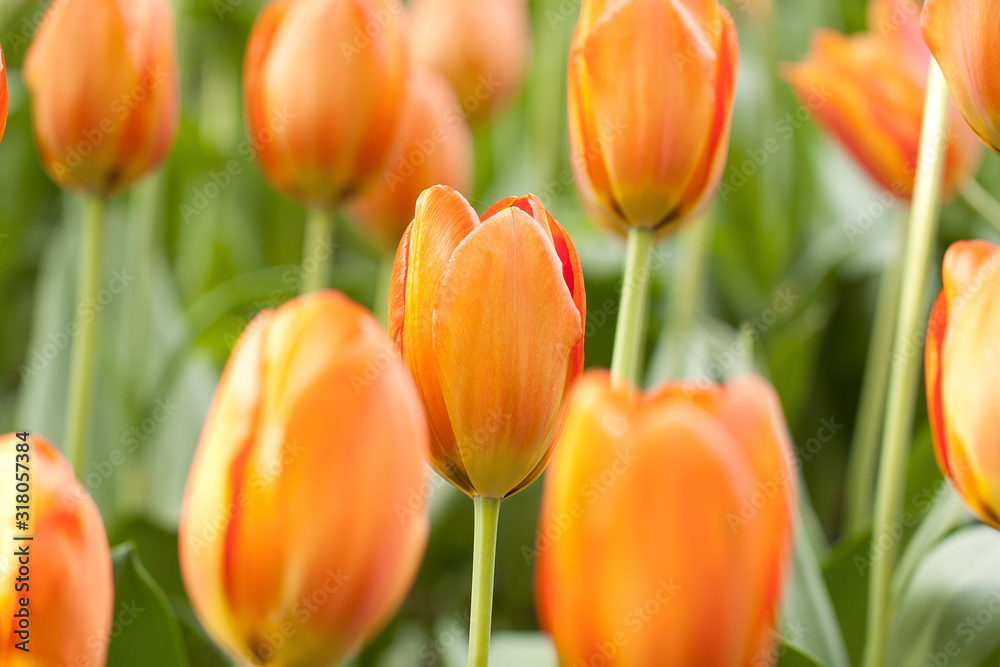 bright orange tulips adorn a park or garden bright orange tulips adorn a park or garden