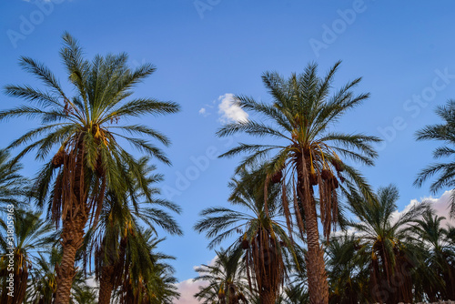 palm trees and blue sky © brahim