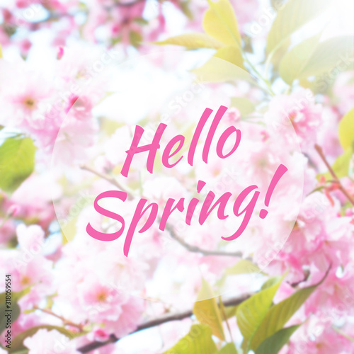Hello spring text on defocused background of blooming sakura branches. Spring pink floral botanical background, greeting card or wallpaper. Square image for social network or blog.