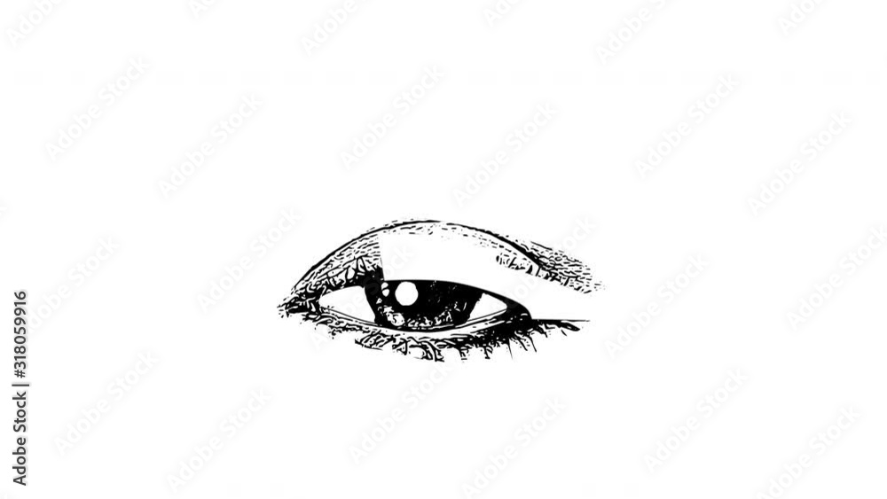 Self drawing sketch of woman's eye and brow. Animation. Copy space. White background. Self drawing sketch of woman's eye and brow. Animation. Copy space. White background.