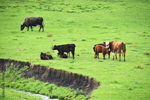 Cows by Canyon
