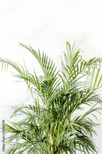 Palm in home in flowerpot on white background. Modern minimalistic interior with an home plant. Flat lay  top view minimal concept. 