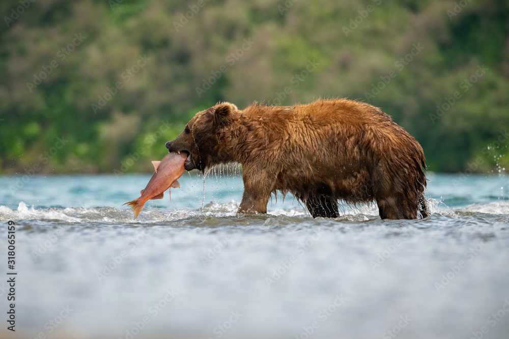 The Kamchatka brown bear, Ursus arctos beringianus catches salmons at Kuril Lake in Kamchatka, in the water The Kamchatka brown bear, Ursus arctos beringianus catches salmons at Kuril Lake in Kamchatka, in the water