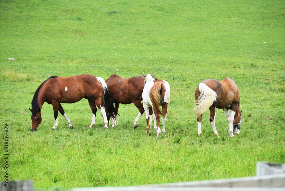 Four Horses Grazing